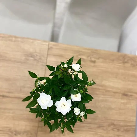 Freedom B&B 시로마리나