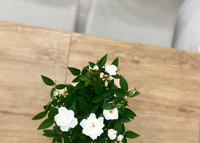 Freedom B&B 시로마리나